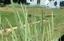 DoWielina - domki wśród natury - Foto 1