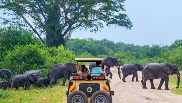 Yala National Park Private Safari - Foto 2