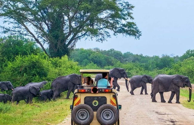 Safari privé dans le parc national de Yala - Photo 1