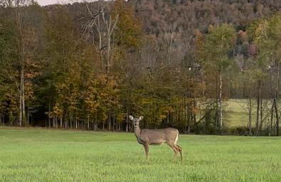 Rutland Hill Farmhouse - Foto 50