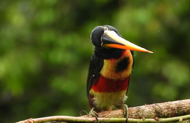 Esquipulas Rainforest - Foto 50