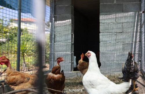 Quinta da Costeira - Casa Azul do Limoal by ALPONTE - Foto 99