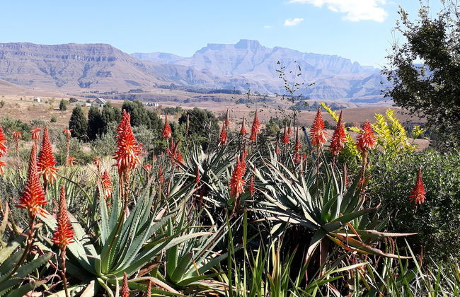 Ama Casa Cottages - Foto 34