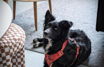 Ferienhaus ScheunenRefugio - Foto 19