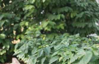 El Secanet - Foto 60