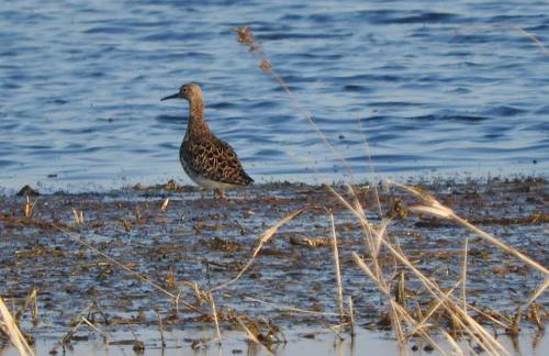 Agroturystyka Biebrzańska Kraina - Foto 39