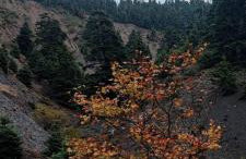 Tsigaridas Mountain Home - Foto 42