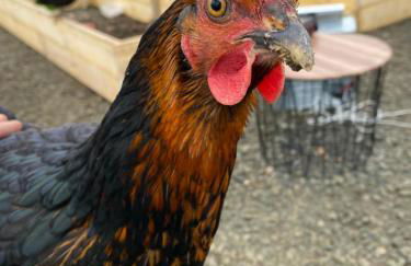 Unique luxurious cabin on sea view working croft - Photo 35