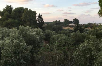 Riserva Ancelle - Foto 43