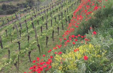 Winzerhof Bitzenhofer - Foto 22