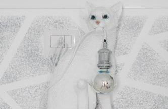 Il gatto Franco - Photo 43