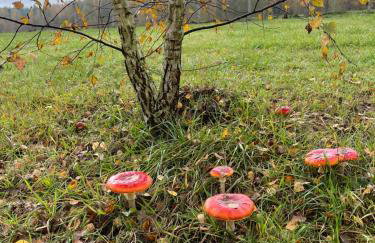 Brzozowe zacisze - Foto 51