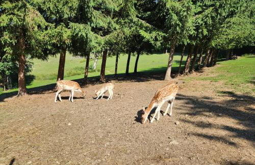 appartement T3 avec jardin proche village - Foto 76