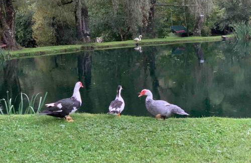 Airstream at a Petting Zoo w/ Hot Tub - Foto 15