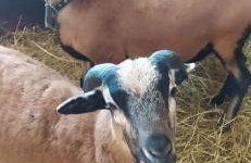 Agroturystyka ,Jarzębina' - Foto 24