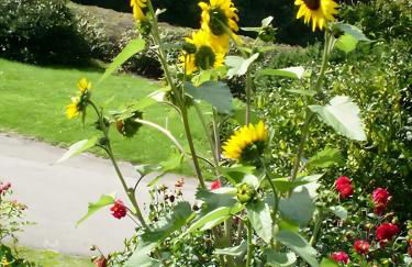 Christianshof - Foto 14