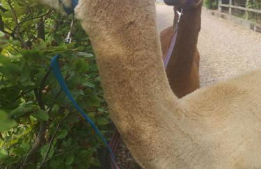 Birch Cottage with private wood fire hot tub - Foto 11