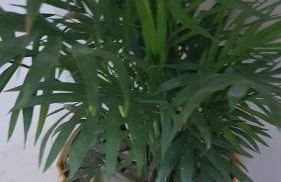 Konstantinos Apartments - Foto 78