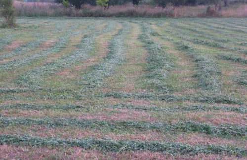 Aroggia Farm - Foto 27