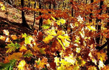 Premium Vulkaneifel Chalet - Foto 53