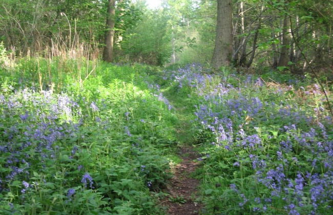 Oak Cottage - Foto 8