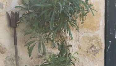 La Fragua de los Alvaro - Foto 5, Garden, Other