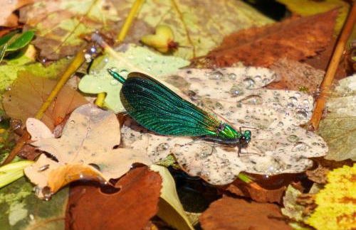 The Old Mill Annexe - Foto 74