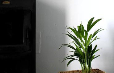 CHOÉ house - Foto 16