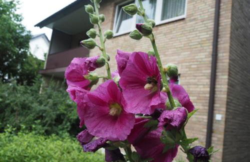 Appartment Buntspecht - Gemütliche Ferienwohnung, Direkt am Wald, Nähe zur Altstadt - Foto 7