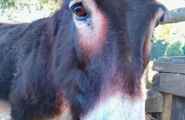 Agriturismo la Fattoria al Crocefisso - Foto 10