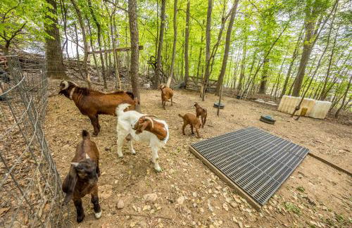 Watch Deer from a Farm Cottage - Foto 54