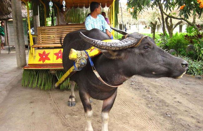 Excursão à plantação Villa Escudero - Foto 2