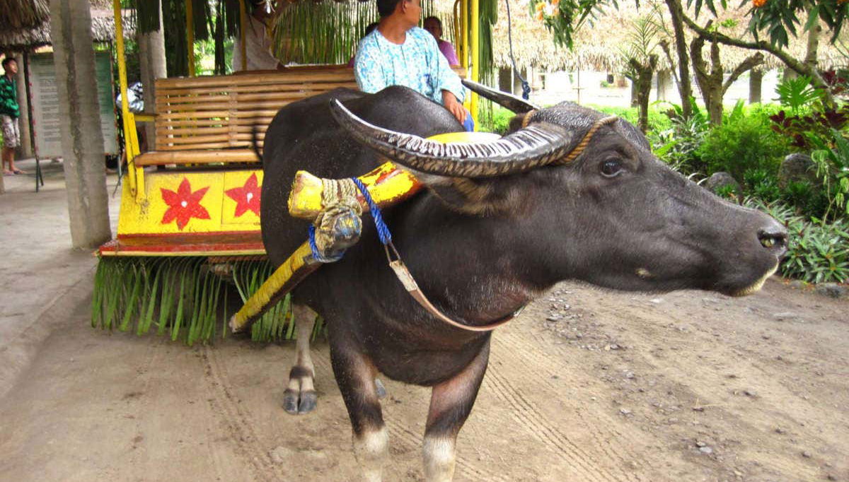 A Carabao buffalo