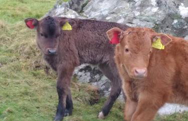 Kims Retreat - Foto 32