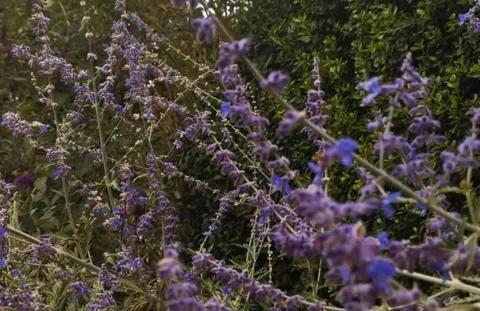 El Vergel de Pitres - Foto 32