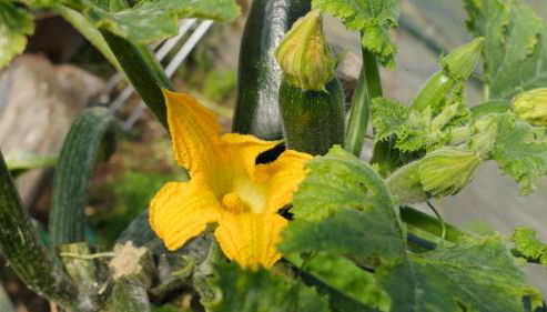 Casa di Elisa - Foto 3