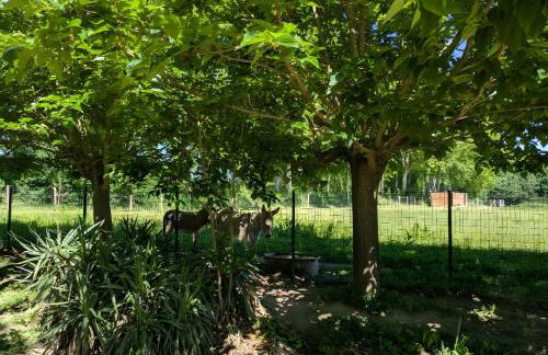 Ferme Pédagogique Bordeneuve - Foto 4