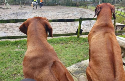 Self Catering Apartment, Jurassic Coast/Dorset - Foto 18