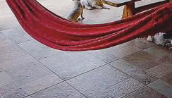 Casa Andreia Borges - Foto 4