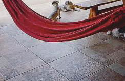 Casa Andreia Borges - Foto 4