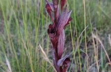 Les jardins du Canal - Foto 15