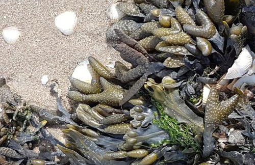 Haus am Meer Eckwarden - Foto 21