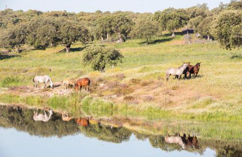 Monte Velho Equo-Resort - Foto 50