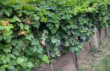 La casa dei tre platani - Foto 11