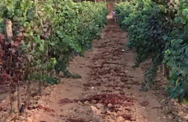 ADOBE TYPICAL COTTAGE - Foto 39