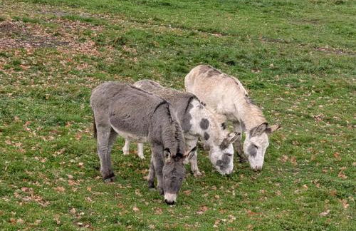 Ferienwohnung Eiernest - Foto 19