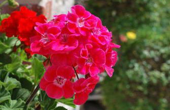 Corte Santa Felicita Guest House - Foto 23