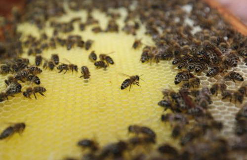 Beim Bicher - Photo 24