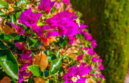 Inftour La viña Bungalow - Foto 41