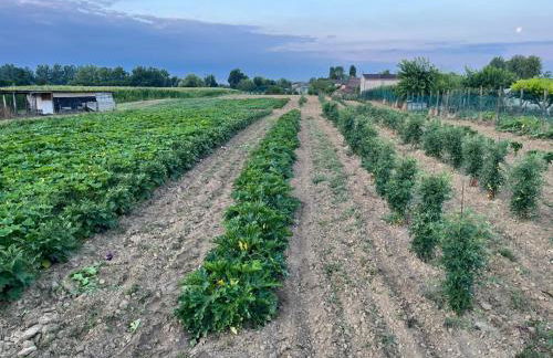 Agriturismo Alla Vigna - Foto 6